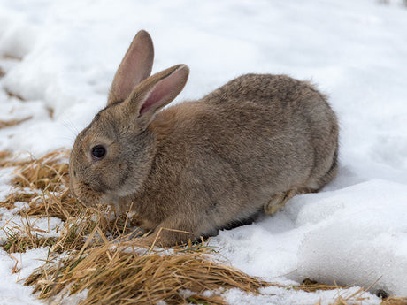 Außenhaltung von Kaninchen im Winter! Tipps im TRIXIE Ratgeber für Kleintiere