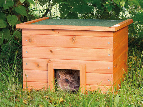 Igel im heimischen Garten