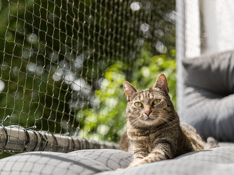 Katze sitzt auf dem Balkon, Katzenschutznetz hängt als Springschutz.