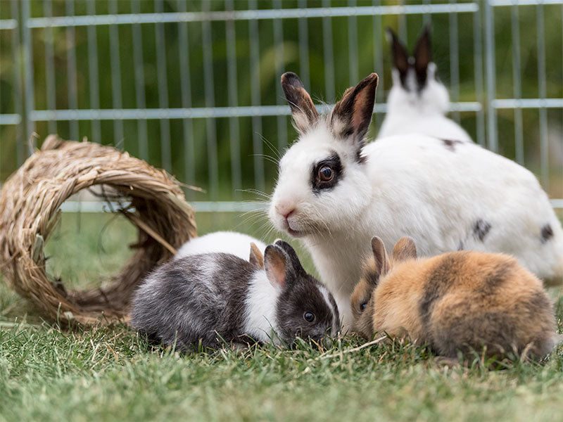 Tipps zur tiergerechten Haltung von Kaninchen und Meerschweinchen
