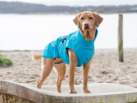 Hundebekleidung – was braucht dein Hund und wie sitzt die Kleidung richtig?