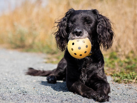 Ratgeber alter Hund – Nachlassendes Seh- und Hörvermögen und Demenz