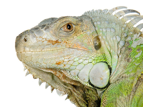 Infrarote Strahlung bei Reptilien - Tipps und Produkte von TRIXIE