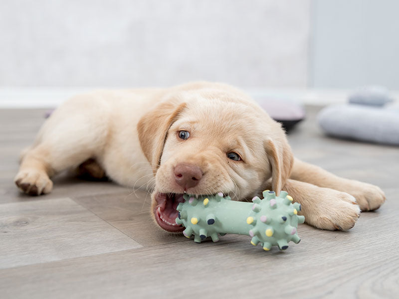 Welpe liegt auf Boden, kaut auf Spielzeug
