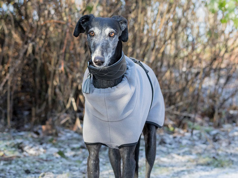 Spezielle Halsbänder für Windhunde - TRIXIE Hunderatgeber