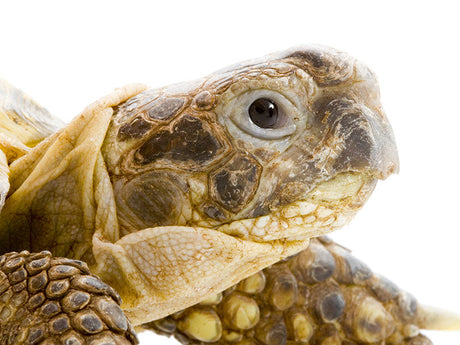 Winterruhe von Schildkröten - Tipps im TRIXIE Ratgeber