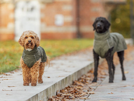Zwei Hunde mit grünen Mänteln stehen auf einem herbstlichen Gehweg.