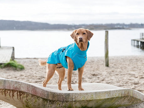 Hund im blauen Mantel steht auf einer Betonfläche am Strand mit Wasser im Hintergrund