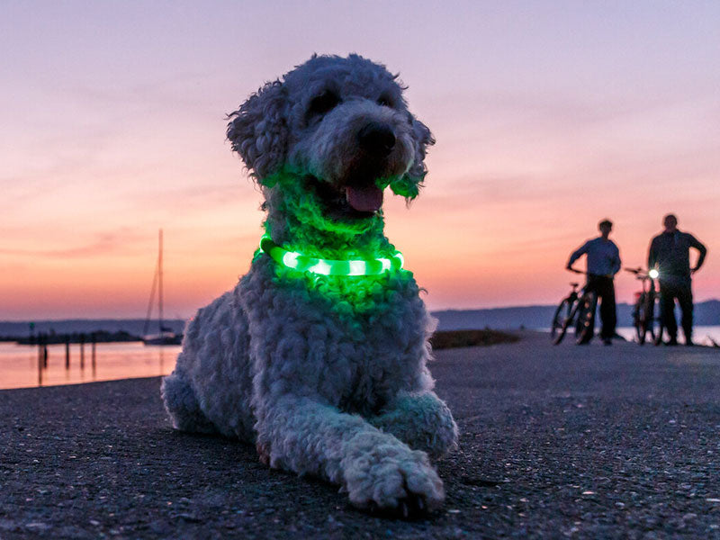 Hund mit grün leuchtendem Halsband liegt bei Sonnenuntergang auf einem Weg, im Hintergrund zwei Personen mit Fahrrädern.