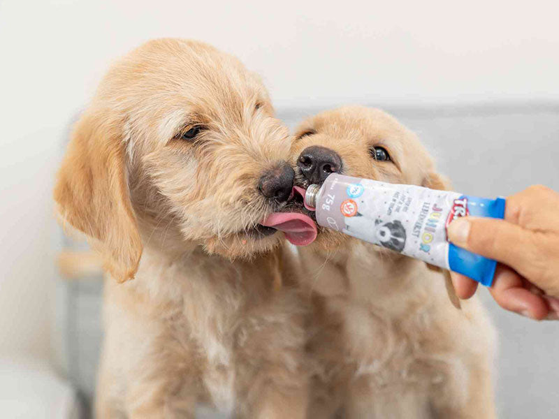 Zwei hellbraune Hundewelpen lecken gemeinsam an einer Futtertube.