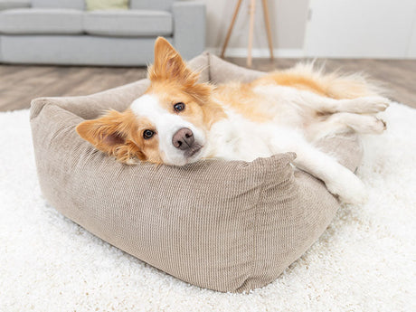 Hund mit weiß-beigem Fell liegt entspannt in beigefarbenem Hundebett auf weißem Teppich.