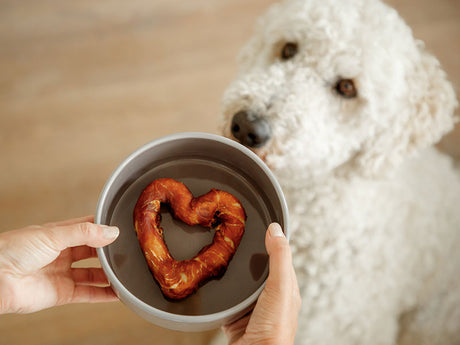 Weißer Lockenhund blickt auf Napf mit herzförmigem Kausnack auf hellem Holzboden