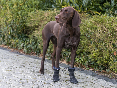Brauner Hund mit dunklen Pfotenschuhen steht auf Pflasterweg vor einer grünen Hecke.