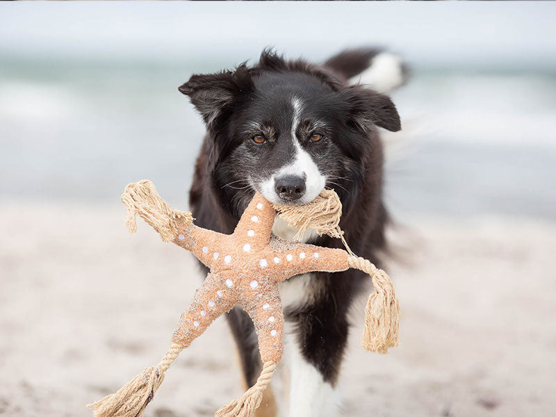 Hund mit Plüsch-Seestern im Maul am Strand