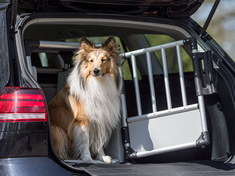 Langhaariger Hund sitzt im geöffneten Kofferraum eines Autos mit eingebautem Trenngitter.