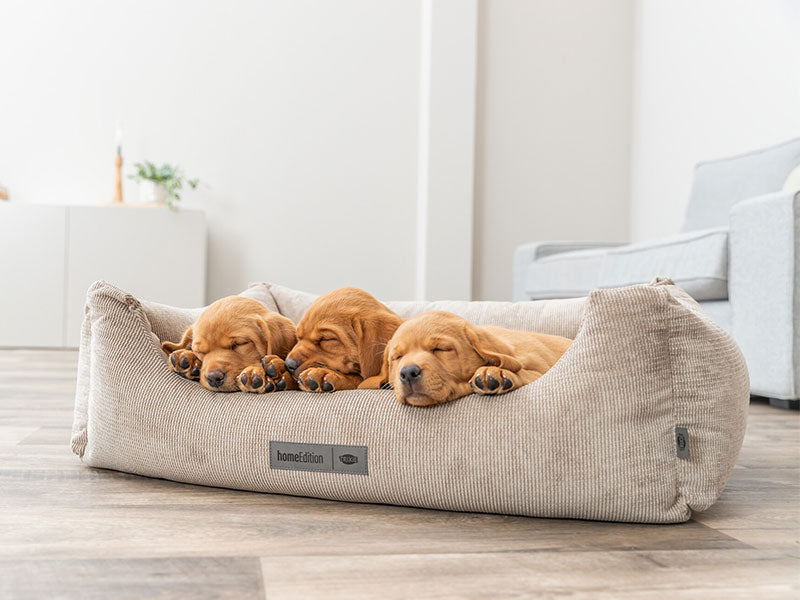 Drei schlafende Welpen liegen in einem beigefarbenen Hundebett im Wohnzimmer.