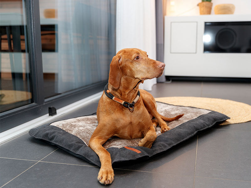 Trixie Weihnachts-Liegematte Für Hunde – Weiche Plüschmatte In Festlichen Farben