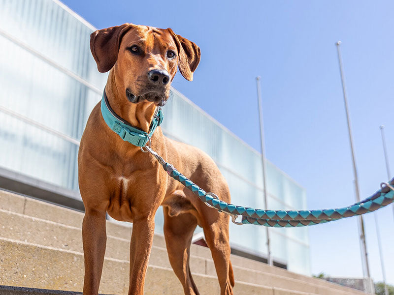 Hund mit türkisfarbener Leine steht auf Treppe vor modernem Gebäude bei blauem Himmel