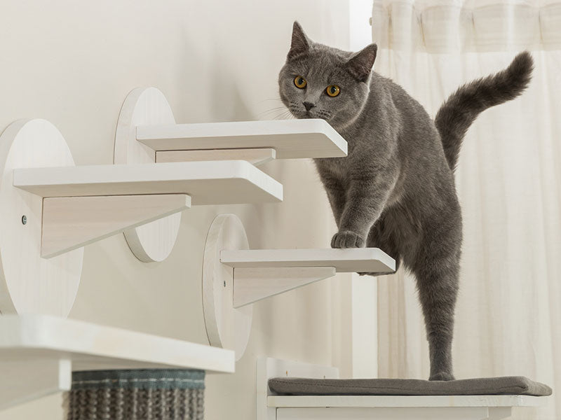 Graue Katze steht auf weißem Wandkletterelement mit mehreren Trittstufen