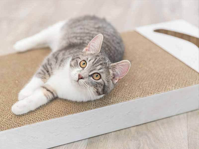 Grau-weiße Katze liegt entspannt auf einer rechteckigen Kratzpappe aus Karton