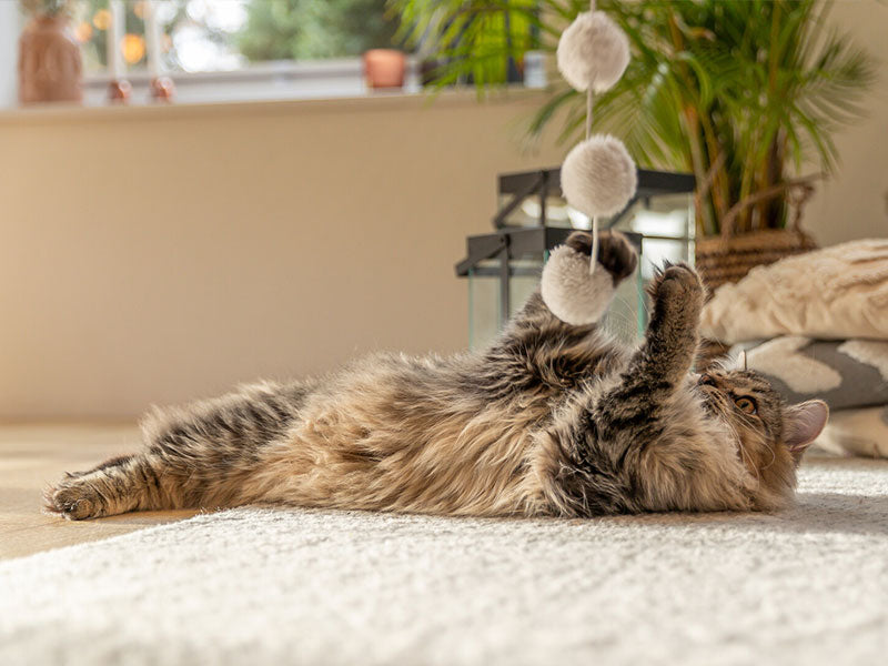 Katzenspielzeug, Spielangeln, Spielmuse fr Katzen  TRIXIE Heimtierbedarf  GmbH & Co. KG