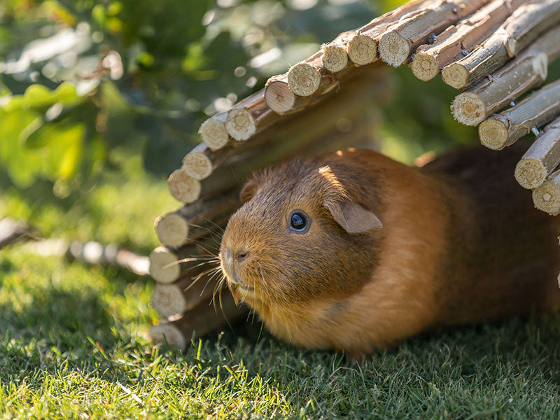 Braunes Meerschweinchen unter einem Holzbogen auf einer grünen Wiese