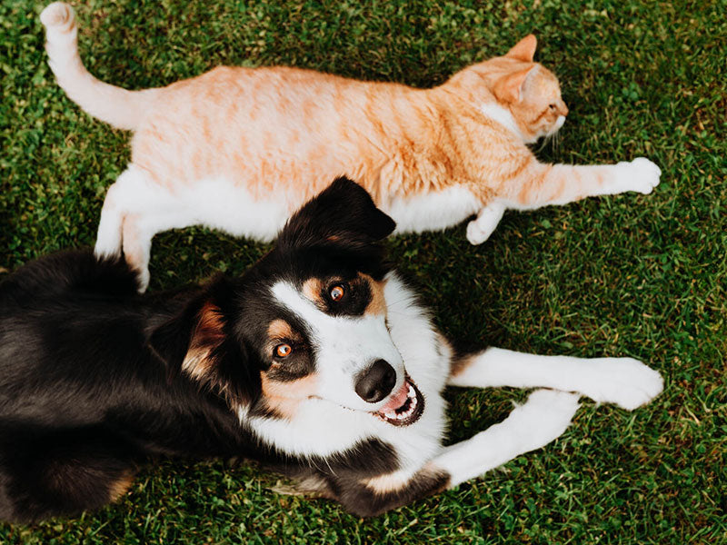 Hund und Katze liegen entspannt nebeneinander auf einer Wiese, Hund blickt in die Kamera.