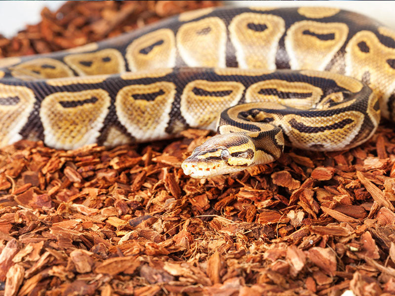 Sukh Sphagnummoos Für Reptilien, Terrarienmoos Fü Produktbild-Vorschau 2