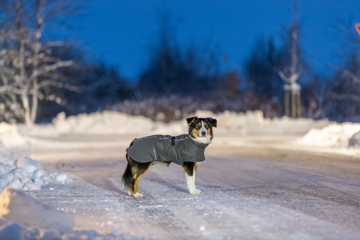 Hund in grauem Mantel steht auf schneebedeckter Straße bei Dämmerung.