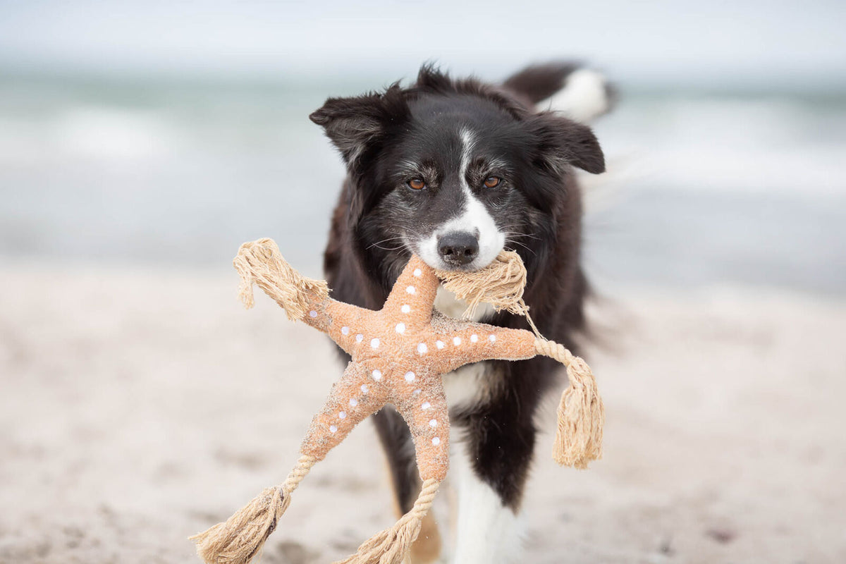 Hund mit schwarz-weißem Fell trägt Spielzeug in Form eines Seesterns am Strand.