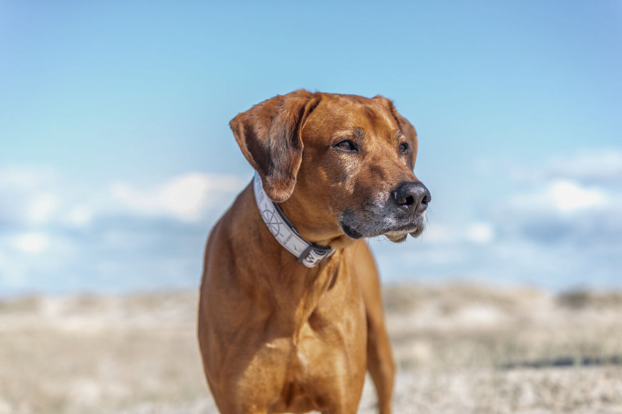 Hund mit braunem Fell und hellem Halsband steht auf sandigem Untergrund vor blauem Himmel.