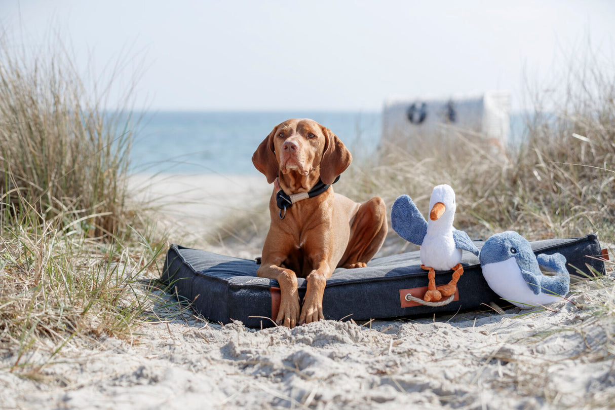 Hund liegt auf einer schwarzen Matte am Strand, neben ihm liegen zwei Stofftiere.