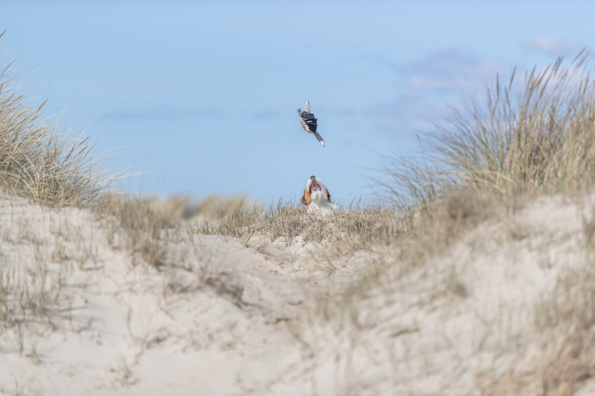 Hund im Sand schaut zu einem in die Luft geworfenen Spielzeug in Dünenlandschaft.