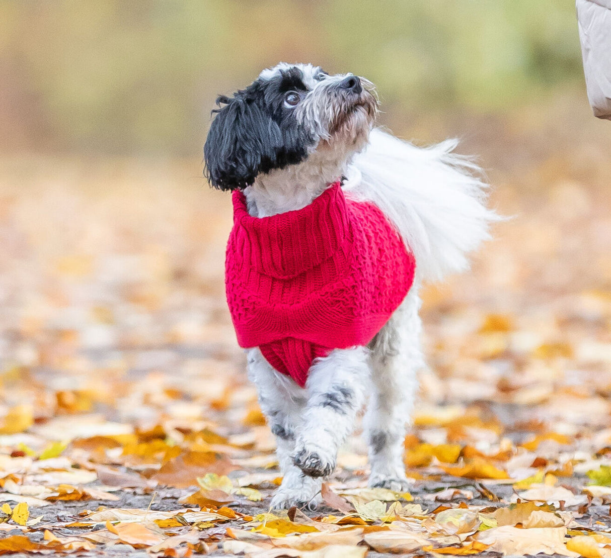 Kleiner Hund mit rotem Pullover läuft auf einem laubbedeckten Weg im Freien.