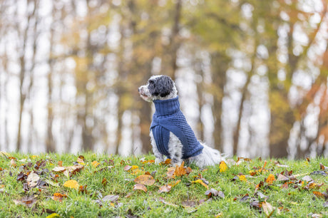 Kleiner Hund mit blauem Pullover sitzt im Herbstlaub auf einer Wiese.