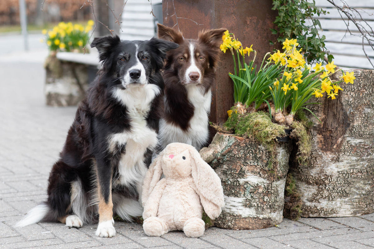 Zwei Hunde sitzen vor gelben Narzissen und einem Plüschhasen auf dem Boden.