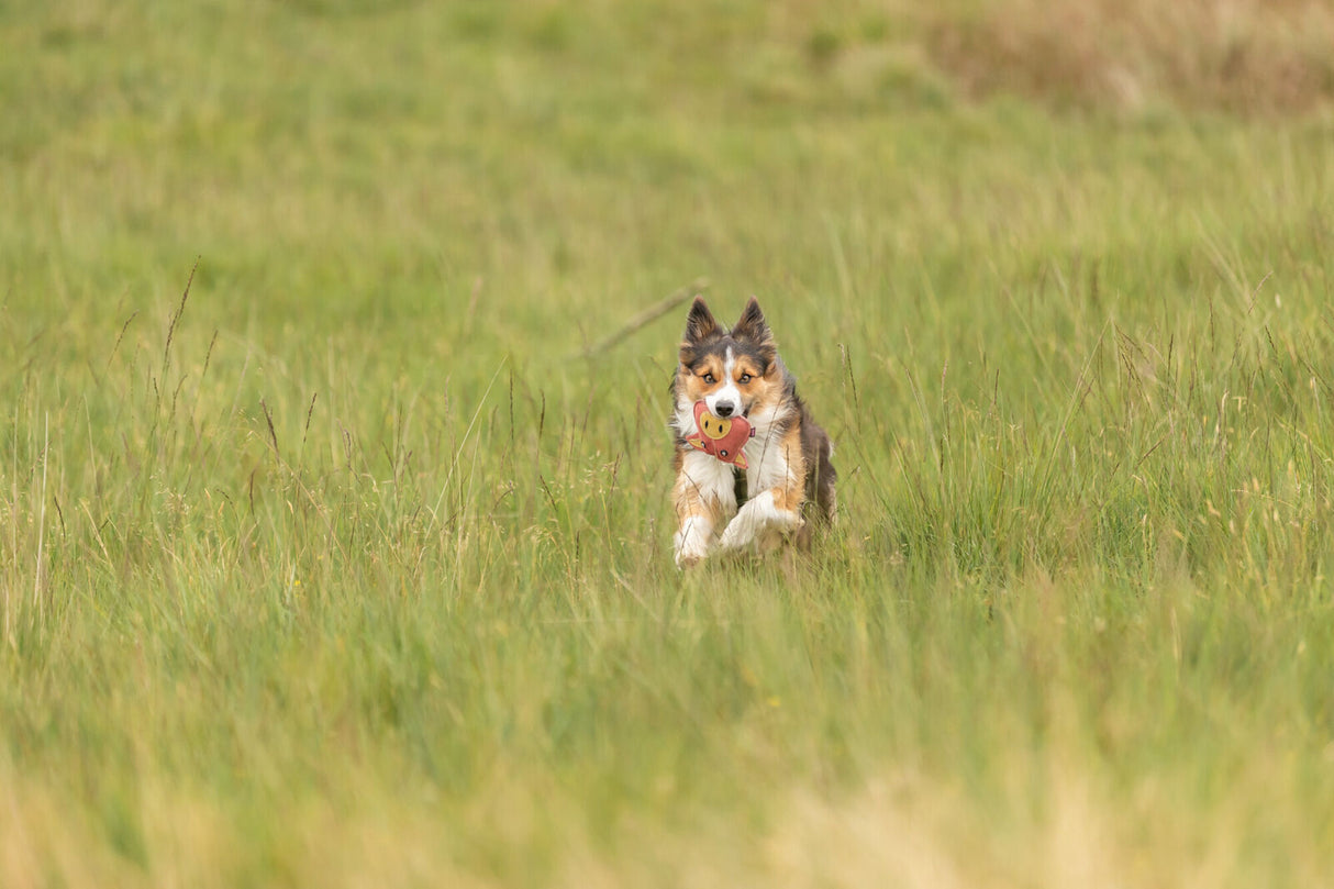 Hund mit Spielzeug im Maul rennt über eine Wiese.