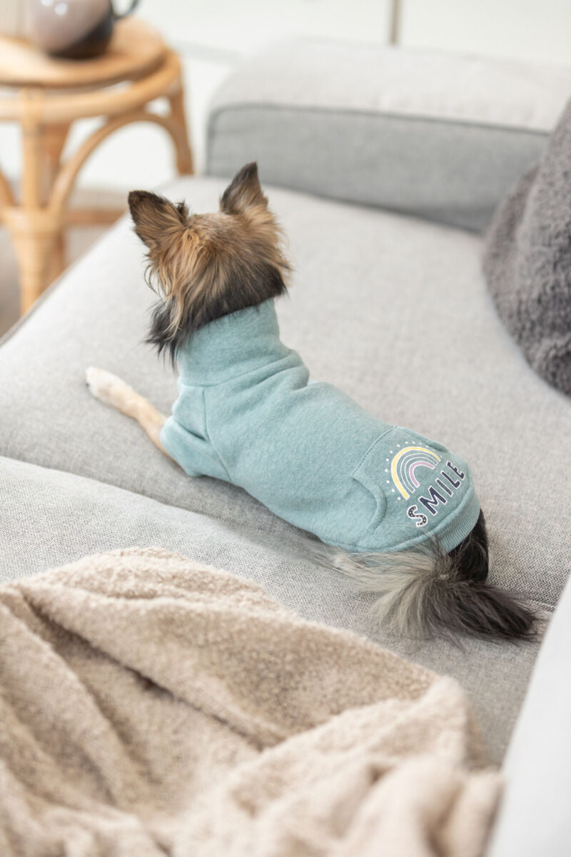 Kleiner Hund in blauem Pullover mit Regenbogen und Aufschrift „Smile“ liegt auf grauem Sofa.