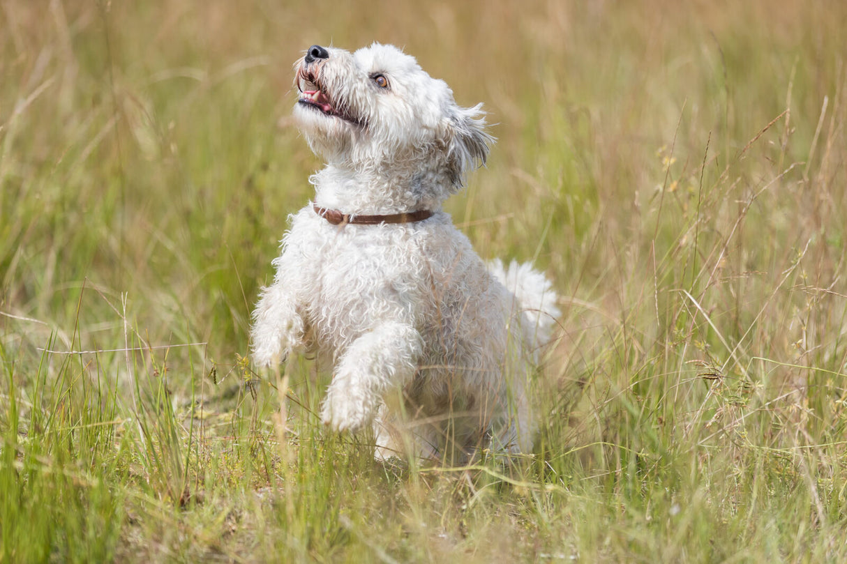 Weißer Hund mit braunem Halsband läuft auf einer Wiese durch das hohe Gras.