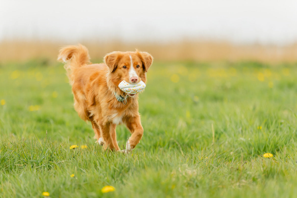 Hundespielzeug Light & Strong Rugby aus EPS