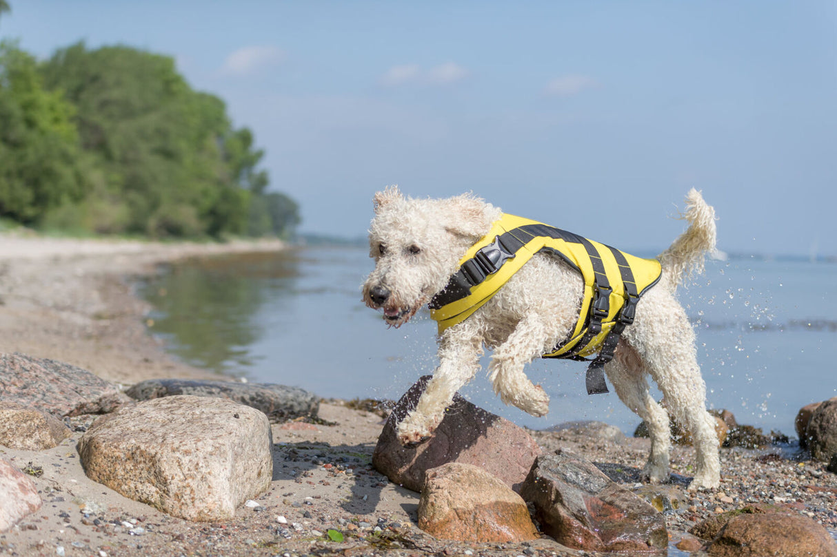 Ein Hund mit gelber Schwimmweste läuft am felsigen Strand entlang.