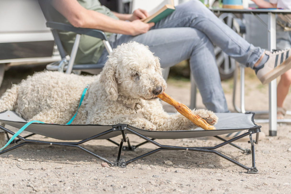 Ein Hund liegt auf einem Campingbett und kaut auf einem langen Kauknochen.