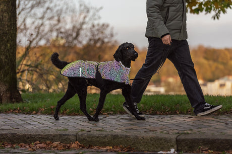 Schwarzer Hund mit reflektierender Jacke läuft neben einer Person auf dem Gehweg.