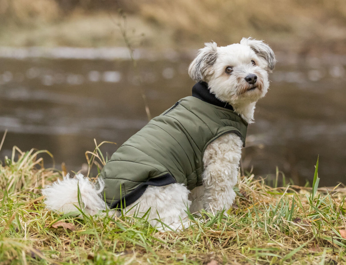 Kleiner Hund mit grünem Mantel sitzt im Gras am Flussufer.