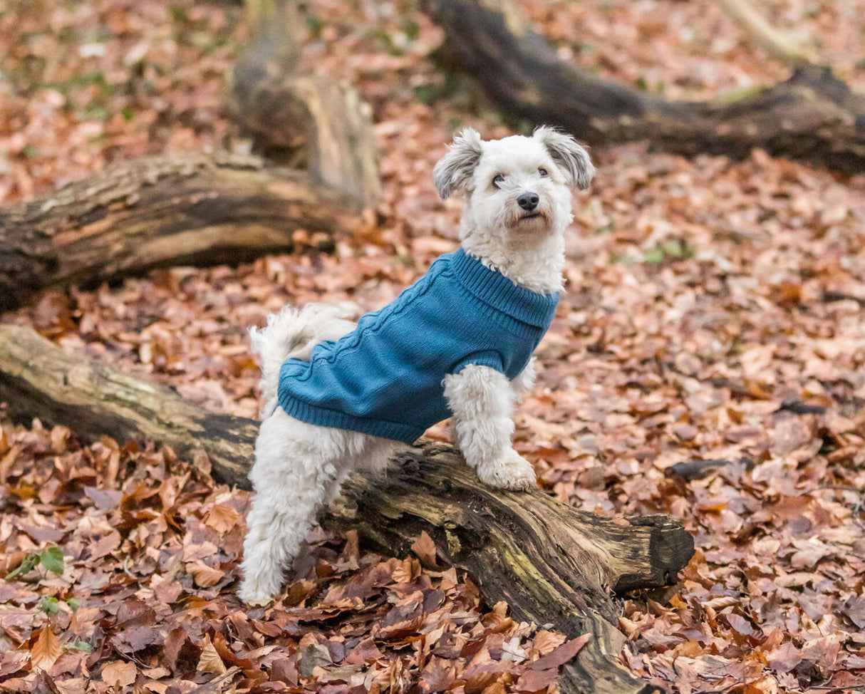 Kleiner Hund mit blauem Pullover steht auf einem Baumstamm im Laub.