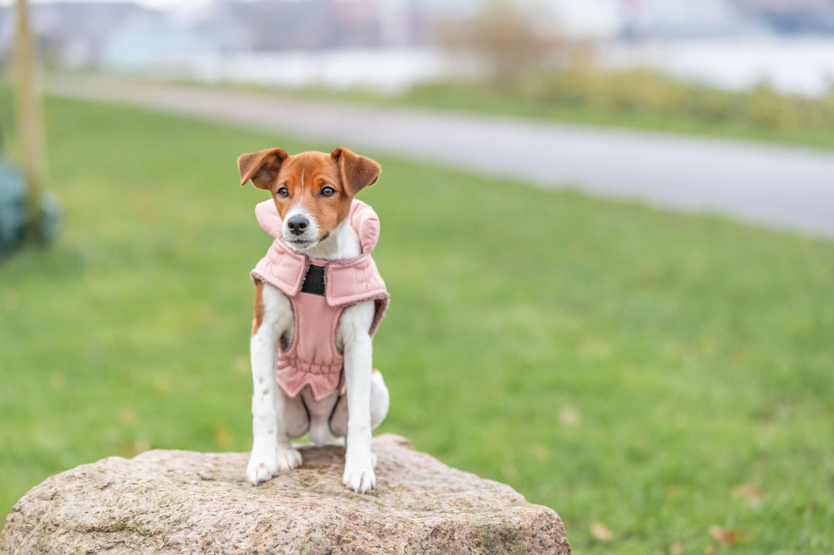 Hund mit braun-weißem Fell trägt rosa Weste und sitzt auf einem Stein im Grünen.