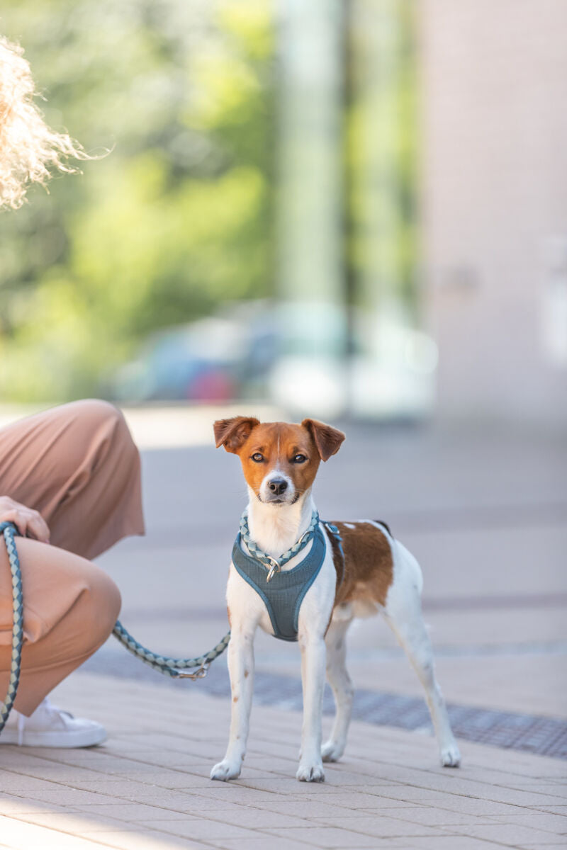 Cavo Zug-Stopp-Halsband