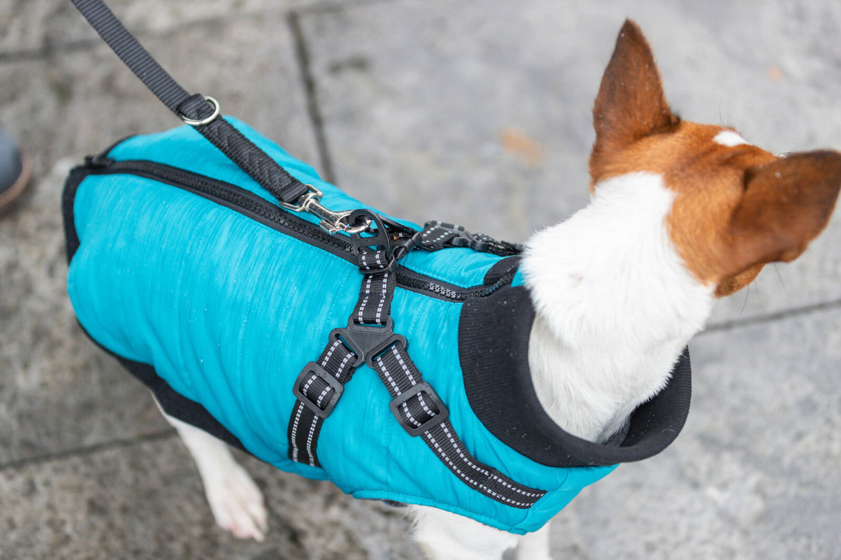 Hund mit weißem Fell trägt blaue Jacke und ist an einer Leine befestigt.