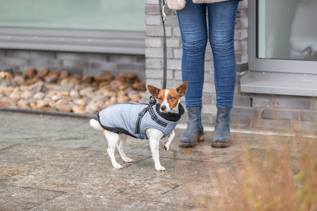 Kleiner Hund mit grauem Mantel und Leine steht neben Person mit blauen Jeans auf Steinboden.