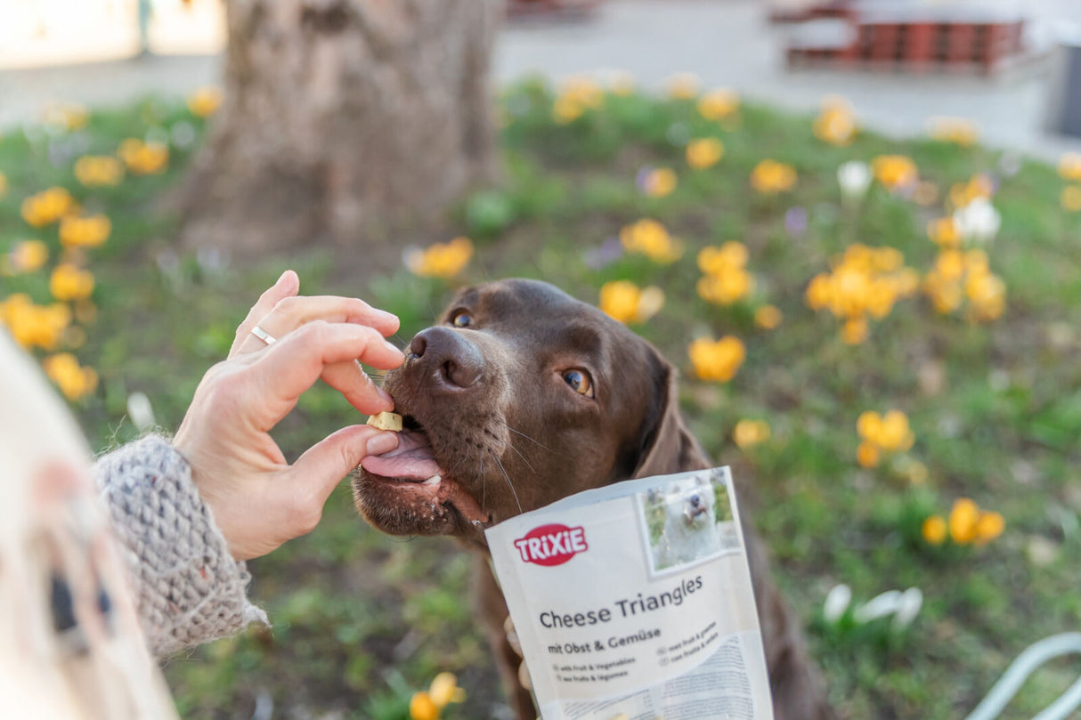 Ein Hund wird mit einem Trixie Cheese Triangles Snack gefüttert, umgeben von blühenden Blumen.